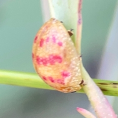 Paropsisterna fastidiosa at Point 5204 - 11 Feb 2024