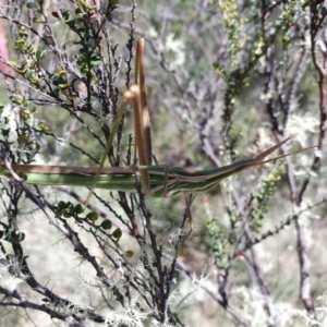 Acrida conica at Namadgi National Park - 10 Feb 2024