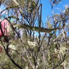 Acrida conica at Namadgi National Park - 10 Feb 2024 01:31 PM