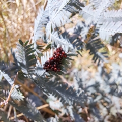 Oechalia schellenbergii (Spined Predatory Shield Bug) at Mount Majura - 11 Feb 2024 by abread111