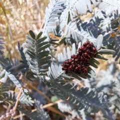 Oechalia schellenbergii at Mount Majura (MMS) - 11 Feb 2024