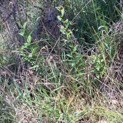 Ligustrum lucidum (Large-leaved Privet) at Mount Majura (MMS) - 11 Feb 2024 by abread111