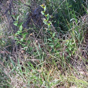 Ligustrum lucidum at Mount Majura (MMS) - 11 Feb 2024