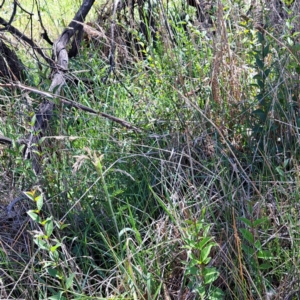 Ligustrum lucidum at Mount Majura (MMS) - 11 Feb 2024