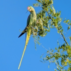 Psittacula eupatria (Alexandrine Parakeet) at Watson, ACT - 11 Feb 2024 by BelindaWilson