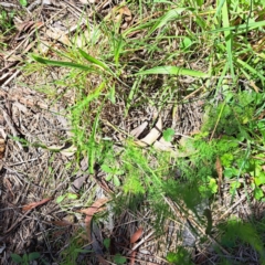 Asparagus officinalis (Asparagus) at Mount Majura - 11 Feb 2024 by abread111