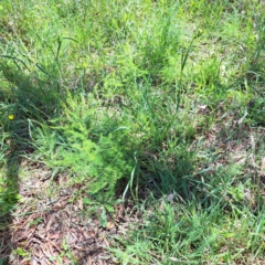 Asparagus officinalis at Mount Majura (MMS) - 11 Feb 2024
