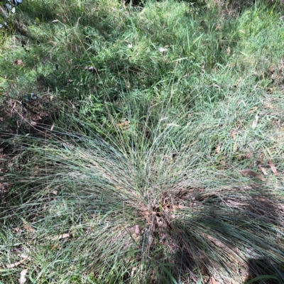 Poa sieberiana (Poa Tussock) at Hackett, ACT - 11 Feb 2024 by abread111