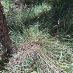 Poa sieberiana at Mount Majura (MMS) - 11 Feb 2024