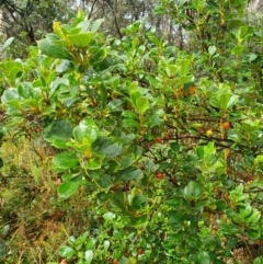 Coprosma hirtella at Namadgi National Park - 11 Feb 2024