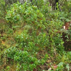 Coprosma hirtella at Namadgi National Park - 11 Feb 2024