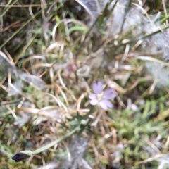 Epilobium sp. (A Willow Herb) at Hackett, ACT - 11 Feb 2024 by abread111