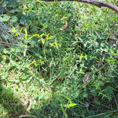 Olea europaea subsp. cuspidata (African Olive) at Mount Majura (MMS) - 11 Feb 2024 by abread111