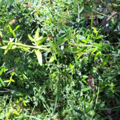 Olea europaea subsp. cuspidata at Mount Majura (MMS) - 11 Feb 2024