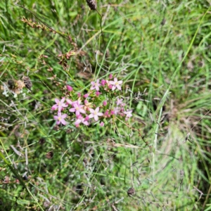 Centaurium erythraea at Mount Majura (MMS) - 11 Feb 2024