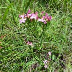 Centaurium erythraea at Mount Majura (MMS) - 11 Feb 2024 02:51 PM