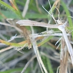 Stenoptilia zophodactylus (Dowdy Plume Moth) at Dawn Crescent Grassland (DCG) - 9 Feb 2024 by EmmaCollins