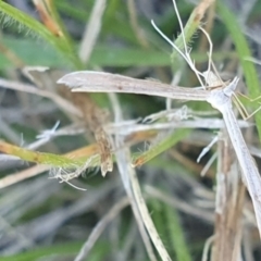 Stenoptilia zophodactylus (Dowdy Plume Moth) at Dawn Crescent Grassland (DCG) - 8 Feb 2024 by EmmaCollins