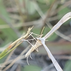 Stenoptilia zophodactylus at Dawn Crescent Grassland (DCG) - 9 Feb 2024 10:54 AM