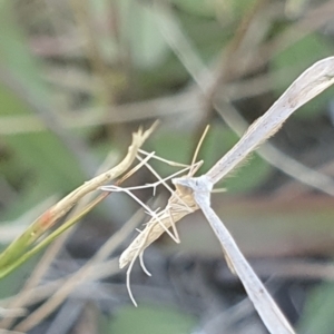 Stenoptilia zophodactylus at Dawn Crescent Grassland (DCG) - 9 Feb 2024