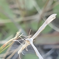 Stenoptilia zophodactylus at Dawn Crescent Grassland (DCG) - 9 Feb 2024 10:54 AM