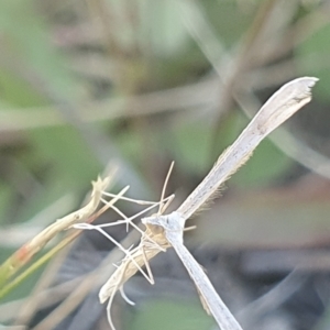 Stenoptilia zophodactylus at Dawn Crescent Grassland (DCG) - 9 Feb 2024