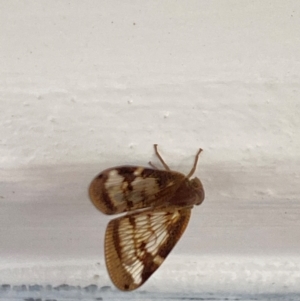 Scolypopa australis at Aranda, ACT - 11 Feb 2024