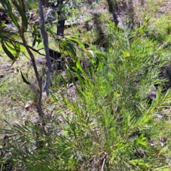 Acacia floribunda (White Sally Wattle, Gossamer Wattle) at Hackett, ACT - 11 Feb 2024 by abread111