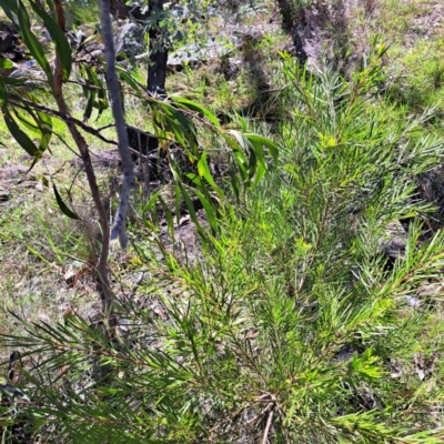 Acacia floribunda (White Sally Wattle, Gossamer Wattle) at Mount Majura (MMS) - 11 Feb 2024 by abread111