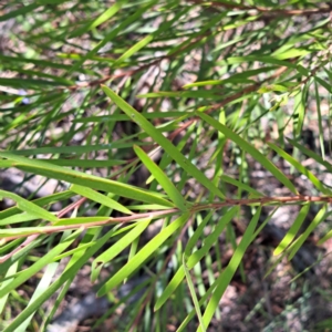 Acacia floribunda at Mount Majura (MMS) - 11 Feb 2024