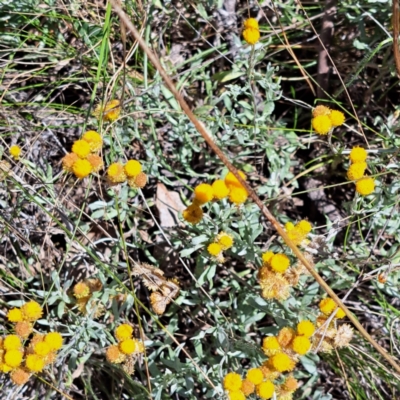 Chrysocephalum apiculatum (Common Everlasting) at Mount Majura (MMS) - 11 Feb 2024 by abread111