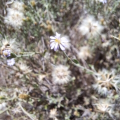 Vittadinia gracilis (New Holland Daisy) at Mount Majura - 11 Feb 2024 by abread111