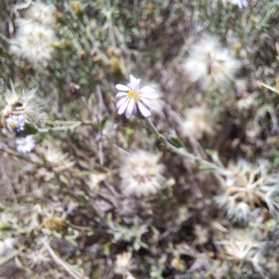 Vittadinia gracilis (New Holland Daisy) at Hackett, ACT - 11 Feb 2024 by abread111