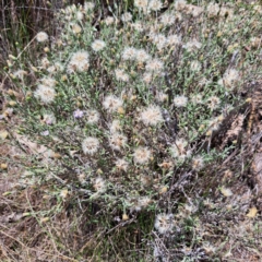 Vittadinia gracilis at Mount Majura (MMS) - 11 Feb 2024