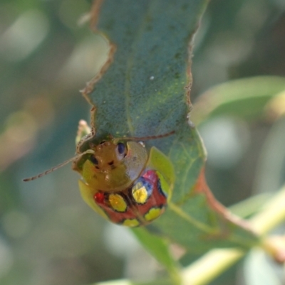 Paropsisterna nobilitata (Leaf beetle, Button beetle) at Murrumbateman, NSW - 11 Feb 2024 by SimoneC