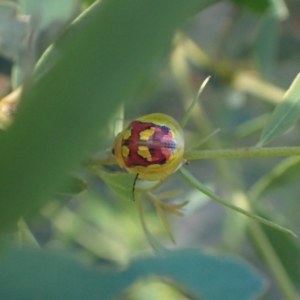 Paropsisterna nobilitata at Murrumbateman, NSW - 11 Feb 2024