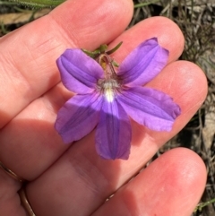 Scaevola ramosissima (Hairy Fan-flower) at Barrengarry, NSW - 11 Feb 2024 by lbradleyKV