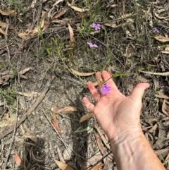Scaevola ramosissima at Barrengarry, NSW - 11 Feb 2024