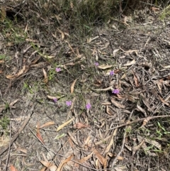 Scaevola ramosissima at Barrengarry, NSW - 11 Feb 2024