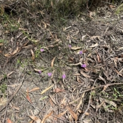 Scaevola ramosissima at Morton National Park - 11 Feb 2024