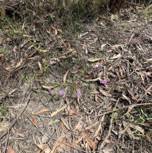 Scaevola ramosissima at Barrengarry, NSW - 11 Feb 2024