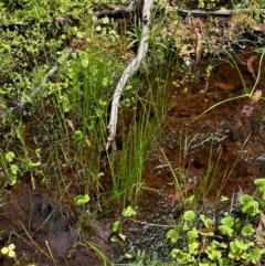 Juncus (genus) (A Rush) at Barrengarry, NSW - 11 Feb 2024 by lbradley