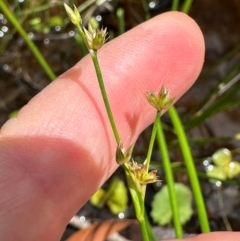 Juncus sp. at Barrengarry, NSW - 11 Feb 2024