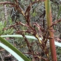 Gahnia clarkei (Tall Saw Sedge) at Barrengarry, NSW - 11 Feb 2024 by lbradley