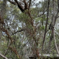 Gahnia clarkei at Barrengarry, NSW - 11 Feb 2024