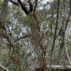 Gahnia clarkei at Barrengarry, NSW - 11 Feb 2024 02:05 PM