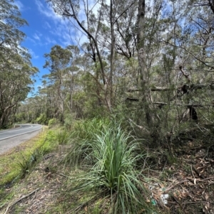 Gahnia clarkei at Barrengarry, NSW - 11 Feb 2024