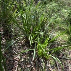 Lomandra longifolia (Spiny-headed Mat-rush, Honey Reed) at Barrengarry, NSW - 11 Feb 2024 by lbradley