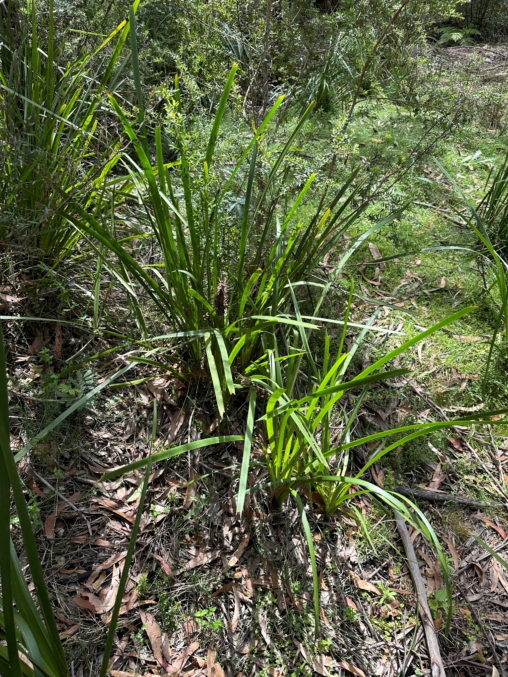 Lomandra longifolia at Morton National Park - 11 Feb 2024