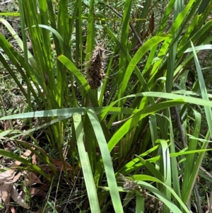 Lomandra longifolia at Barrengarry, NSW - 11 Feb 2024